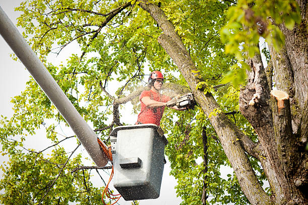 Best Tree Health Inspection  in Tidmore Bend, AL
